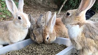 All the rabbits that come together are beautiful!