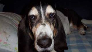 So Long Old Friend - For our Basset Hound, Micky