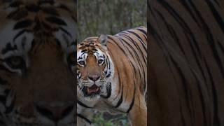 Big male tiger dikh re baba || Tiger sighting Kanha national park #viral