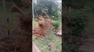 tornando em Brasília arranca árvore no Lago Paranoá