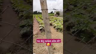 આ શેનું વાવેતર કરેલ છે? 🤔 #farmer #farming #viralvideo #trending #village #shorts #youtubeshorts