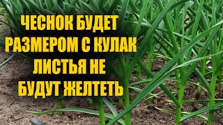 ЧЕСНОК БУДЕТ РАЗМЕРОМ С КУЛАК И ЛИСТЬЯ НА ЧЕСНОКА НЕ БУДУТ ЖЕЛТЕТЬ И СТАНУТ ЗЕЛЕНЫМИ!