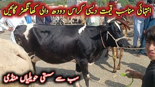 Pure Desi And Desi Cross Beautiful Milking Cows On Havelian Maweshi Mandi || My Life Channel