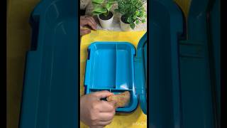 lunchbox ideas for kids | lunchbox ideas #ytshorts #shorts #youtubeshorts