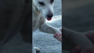 Watch this adorable dog shake his paw