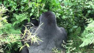 Silverback eating