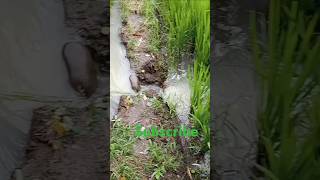 Rice fields flooded #motorbike #rice #ricefield