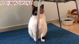 Приколы с котами! С ОЗВУЧКОЙ! - СМЕШНЫЕ КОТЫ И СОБАКИ! Самые смешные животные! ДО СЛЁЗ!