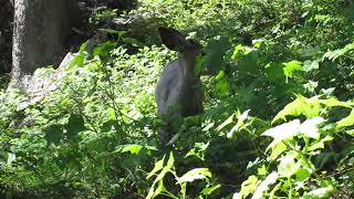 Bambi Eating at Glacier National Park.