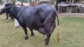 Beautiful Neeli Ravi Buffalo for Sale in Pakistan on YouTube 5/5/2024