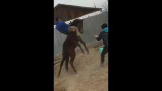 Тай үйрету🐎Оңбай құлады😂😂😂