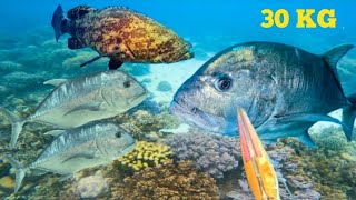 DETIK-DETIK BOBARA 30 KG LEPAS-Hunting Monster Trevally N Tiger Grouper