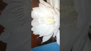 Brahmakamala flowers #shorts #ytshorts