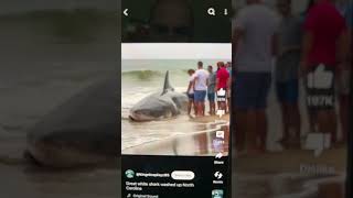 Great white washes up on beach