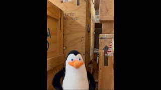 𝘽𝙚 𝙊𝙣 𝙏𝙝𝙚 𝙇𝙤𝙤𝙠𝙤𝙪𝙩: The Penguins from Madagascar have escaped...