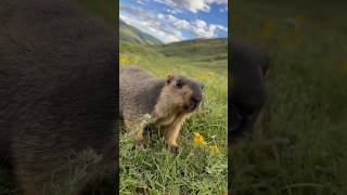 Adorable Himalayan Marmot foraging in the Grass#marmot #marmota #cuteanimals #cutemarmot #cute