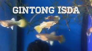 MGA GINTONG ISDA | FULL GOLD GUPPY | BREEDING GOLDEN BETTA (HD) | V0514