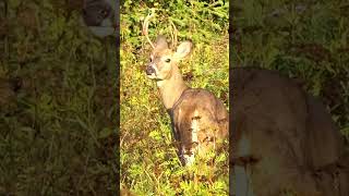 Whitetail Deer in Sunrise #shorts  #wildanimals