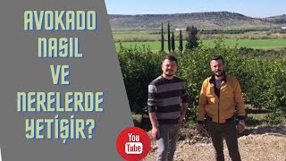 Avokado Toprağı Ve İklimi Nasıl Olmalı. Çeşit Seçiminde Neye Dikkat Edilmeli. Hastalıkları Nelerdir?