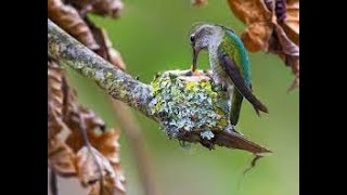 Female hummingbird being cautious after feeding babies #birds #cute #beautyofnature #hummingbird