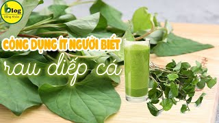 Công dụng của rau diếp cá với sức khỏe con người và làm đẹp