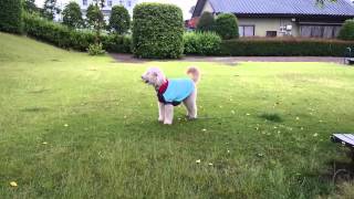 ゴールデンドゥードルのジャック、雨中散歩　Goldendoodle Jack is walking in the rain　　　　　　のんびりおやじD