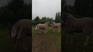 Bro-down show-down (Boys will be boys 🤣) #shorts #horses