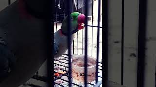 let's drink water #alexandrineparakeet