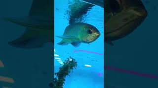 Pls subscribe #fish #aquarium #fishing #malayalam #arapaima #funny #trending #entertainment