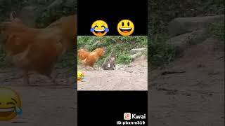 funny videos