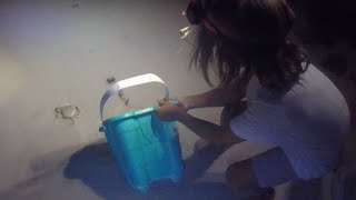 Girls vs. Boys “Ghost crab hunt”