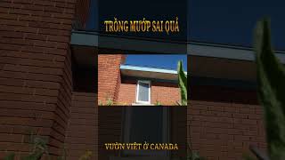 Bấm ngọn và tỉa lá để mướp sai quả | Vườn Việt ở Canada  #shorts