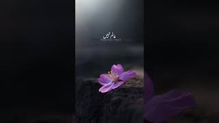 Huzoor ﷺ ❤️ ❤️ fermaty hain jis ne || Ajmal Raza Qadri || Urdu lyrics  #islamicvideo #islamic #islam