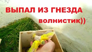 Волнистые попугаи,малыш выпал из гнезда,А соседи целуются !