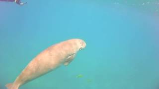 Tauchen mit Dugong: Die Seekuh von Marsa Alam