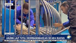 ANJING LAUT DILEPASKAN DI PANTAI DALIAN TIONGKOK