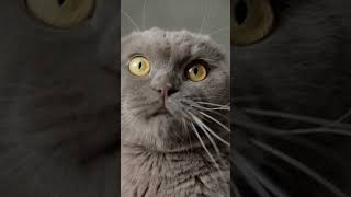 cute😍 cat video #video #cat #cats #catvideos