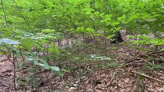 Genetische Vielfalt im Wald