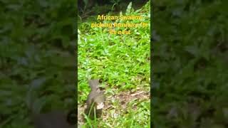 African Bird picking out furniture for its nest.