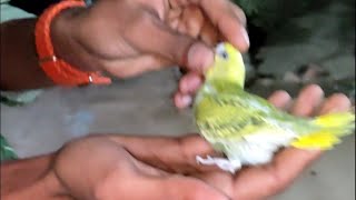 budgies baby parrot sitting on my hand !