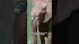 This elephant has a hole in its trunk #youtubeshorts #shorts #animals #elephant #birds #funny