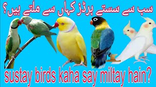 sastay/cheap price birds lainay hain to ya video daikho🐦