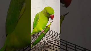 Parrot Eat Favourite Ladyfinger🔥😂🤣#parrot#mithu#trending#youtube#viralvideo#parrot#birds#parrotvideo