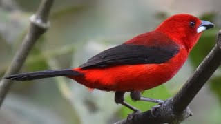 As mais belas aves coloridas se alimentando de frutos da pariparoba