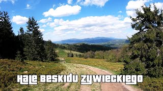 Hale Beskidu Żywieckiego + Pilsko