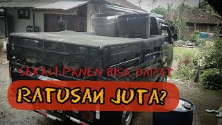 Analisis Usaha Budidaya Lele (Pembesaran) - Sekali Panen Dapat Ratusan Juta!!