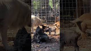 Freya O’Shea and Honey Bear Great Pyrenees meeting 2 day old Goats