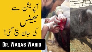 Rumenotomy in buffalo | معدے کا آپریشن | Rumen impaction | Dr. waqas wahid |