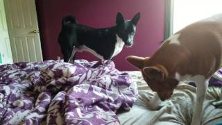 Titan, Bink & Atlas playing on the bed