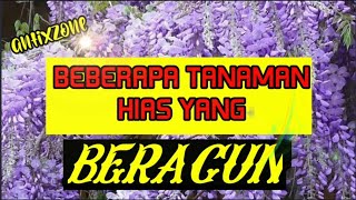 Jangan Asal Tanam! Tanaman Cantik Ini ternyata Beracun